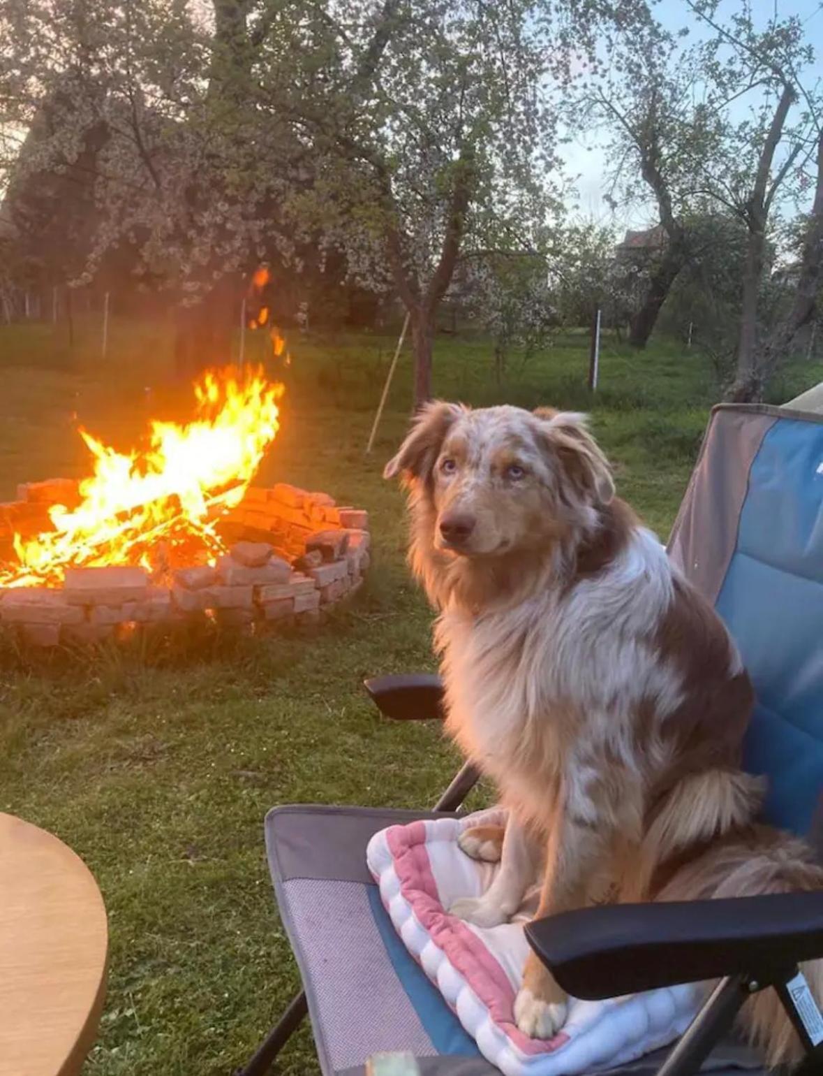 Villaharmony Wartet Auf Familien Mit Hund! Lommatzsch Eksteriør bilde