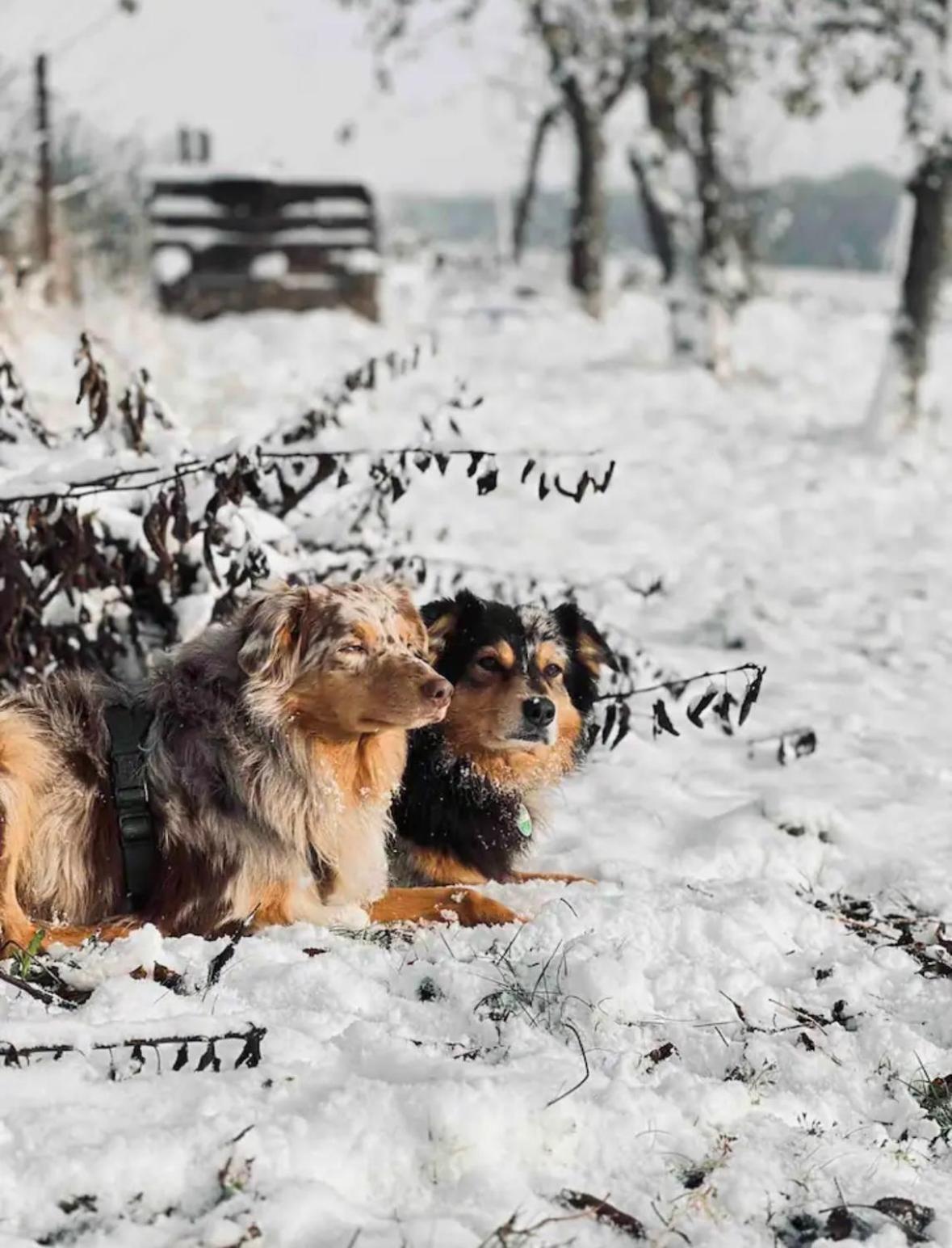 Villaharmony Wartet Auf Familien Mit Hund! Lommatzsch Eksteriør bilde